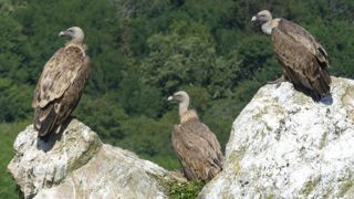 51 % de couples de vautours fauves en plus en sept ans 51 % de couples de vautours fauves en plus en sept ans