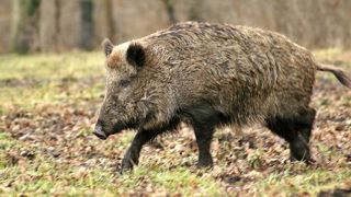 La Belgique est désormais indemne de peste porcine africaine La Belgique est désormais indemne de peste porcine africaine