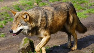 La Coordination rurale veut tester les drones contre le loup La Coordination rurale veut tester les drones contre le loup