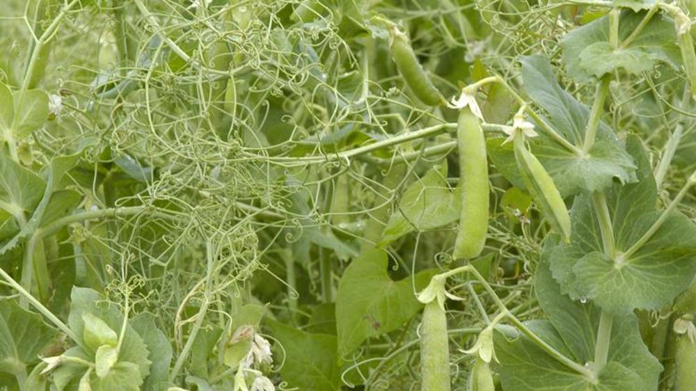 Le plan protéines suscite des réactions plutôt enthousiastes