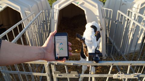 Le système de Futuro Farming utilise un capteur infrarouge pour analyser le comportement du veau. © Futuro Farming