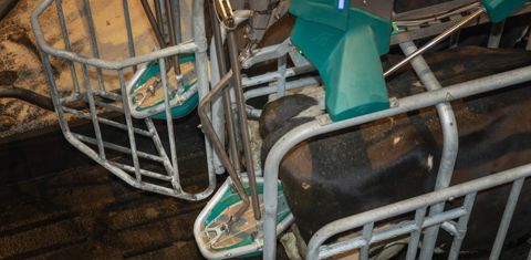 Le CowToilet recueille les urines de la vache. © Hanskamp