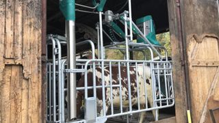 L’urinoir pour vaches, vedette d’Eurotier L’urinoir pour vaches, vedette d’Eurotier