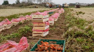 La justice valide la destruction de carottes traitées avec un pesticide interdit La justice valide la destruction de carottes traitées avec un pesticide interdit