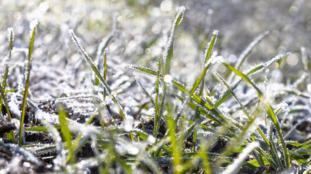 Des blés européens mal préparés pour résister au gel