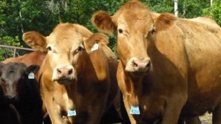 Bruxelles tente d’enterrer la polémique sur le bœuf aux hormones Bruxelles tente d’enterrer la polémique sur le bœuf aux hormones