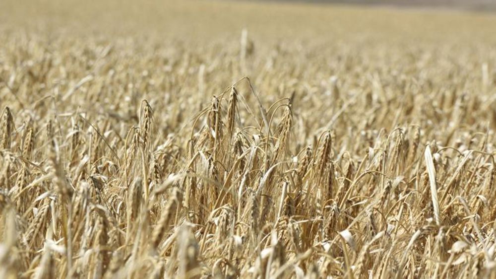 Les taxes chinoises sur l’orge dans le viseur de l’Australie