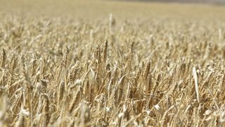 Les taxes chinoises sur l’orge dans le viseur de l’Australie Les taxes chinoises sur l’orge dans le viseur de l’Australie
