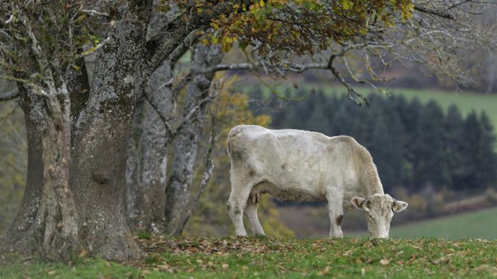 Les éleveurs écrivent au Père Noël pour se voir offrir la loi Egalim