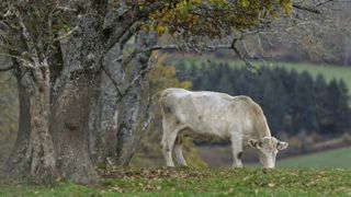 Les éleveurs écrivent au Père Noël pour se voir offrir la loi Egalim Les éleveurs écrivent au Père Noël pour se voir offrir la loi Egalim