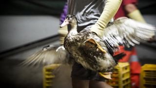 40 000 canards abattus pour contrer l’épidémie de grippe aviaire 40 000 canards abattus pour contrer l’épidémie de grippe aviaire