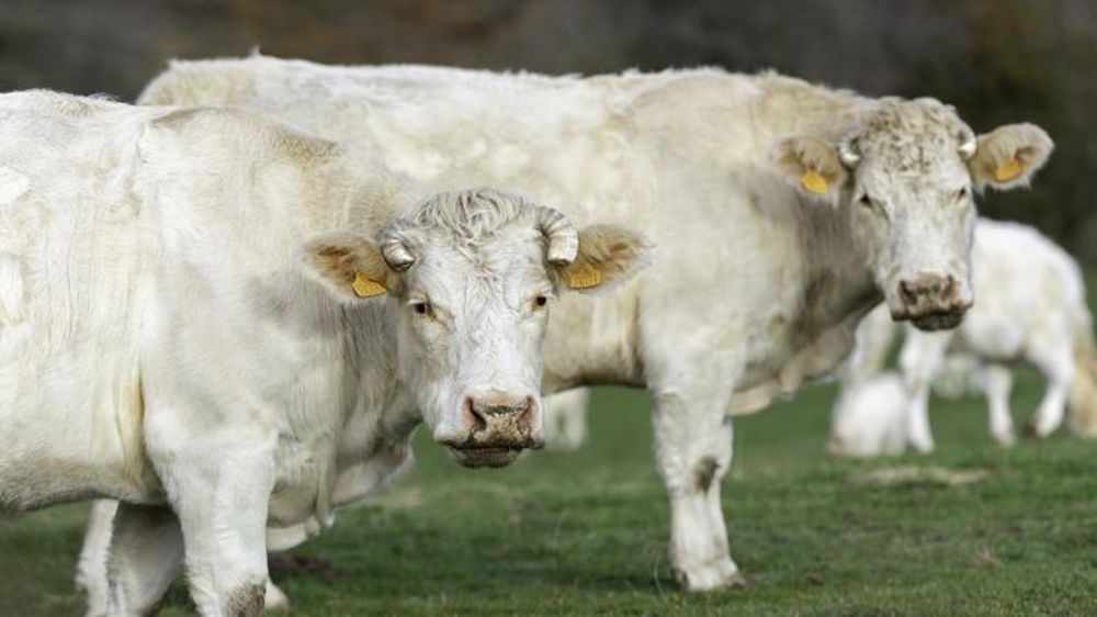 Moins de vaches à l’abattoir en novembre