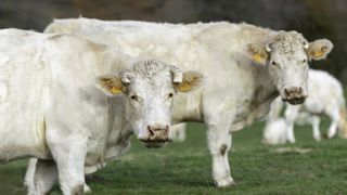 Moins de vaches à l’abattoir en novembre Moins de vaches à l’abattoir en novembre