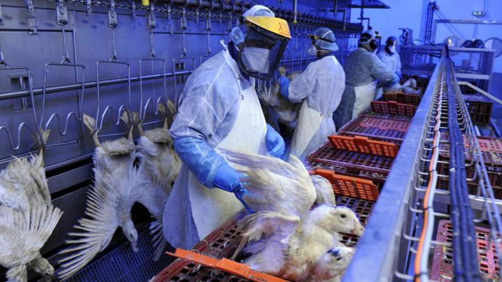 La zone d’abattage préventif contre la grippe aviaire étendue à 109 communes