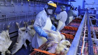 La zone d’abattage préventif contre la grippe aviaire étendue à 109 communes La zone d’abattage préventif contre la grippe aviaire étendue à 109 communes