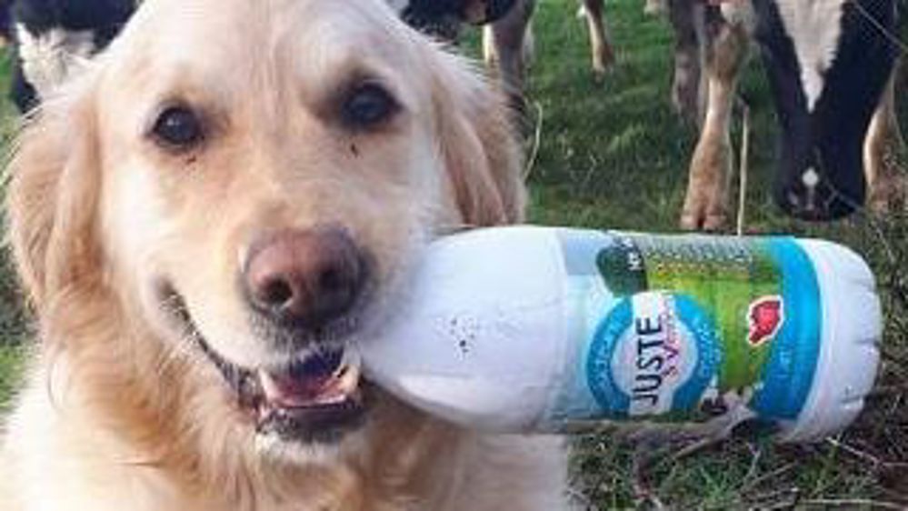 Pendant les fêtes, pas de trêve pour les agriculteurs