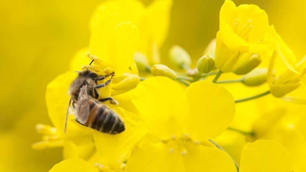 Quelles cultures semer après des betteraves traitées