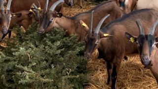Ça sent le sapin dans les chèvreries Ça sent le sapin dans les chèvreries