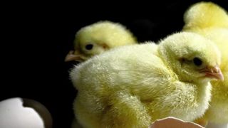 Le broyage des poussins mâles interdit dès 2022 en Allemagne Le broyage des poussins mâles interdit dès 2022 en Allemagne