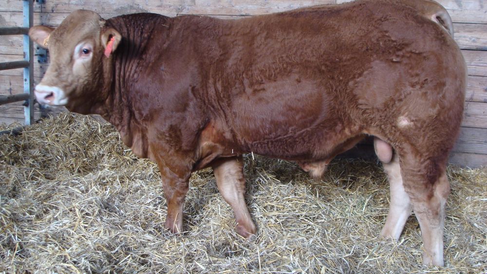 Un taureau limousin adjugé 21 200 € aux enchères de Lanaud