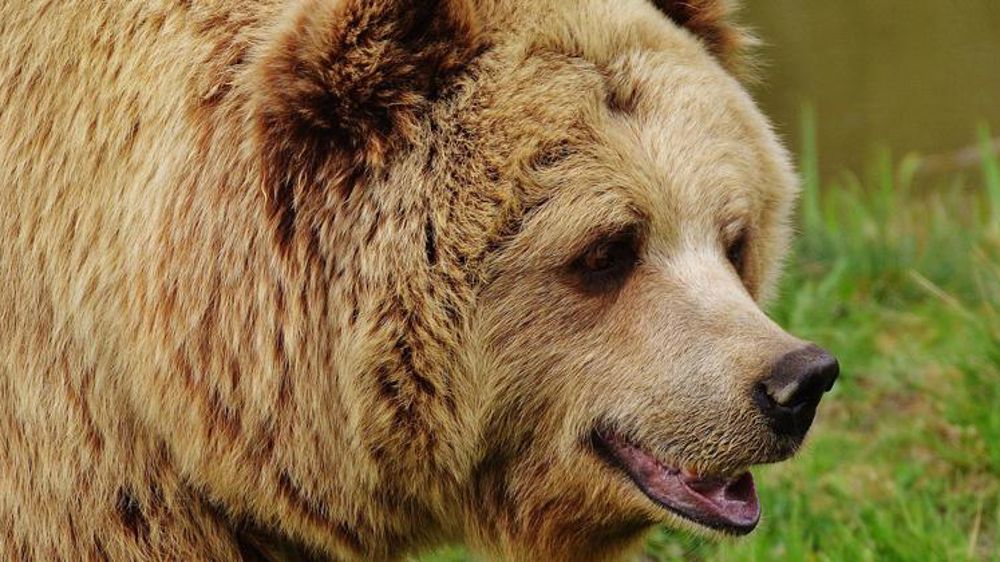 Les associations menacent l’État pour obtenir des lâchers d’ours