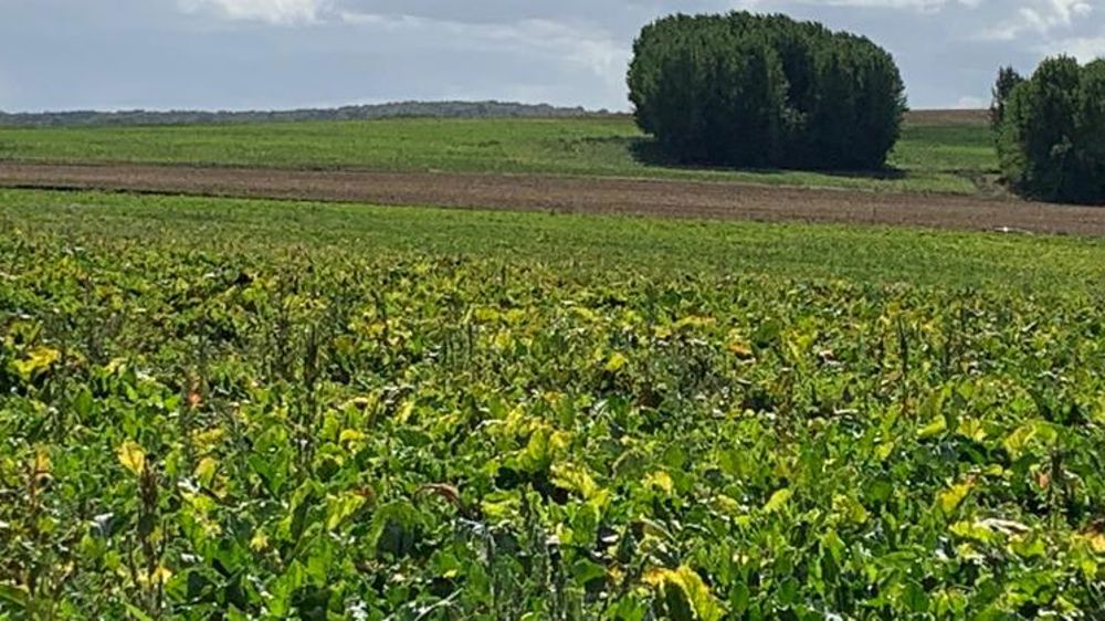 La réhomologation des néonicotinoïdes est illégale, selon des ONG