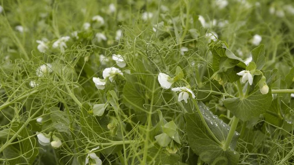 Les surfaces de protéagineux pourraient bondir en Europe