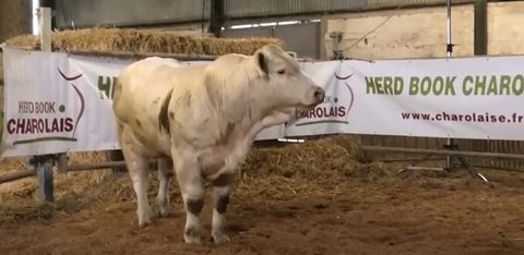 Phénix décroche le top price de la vente. © Capture d’écran YouTube sur Herd Book Charolais
