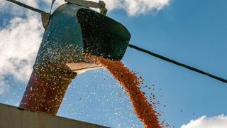 La Chine continue de porter les prix du maïs La Chine continue de porter les prix du maïs