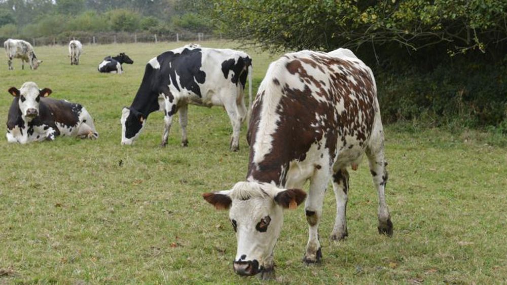 Davantage de vaches à l’abattoir en décembre