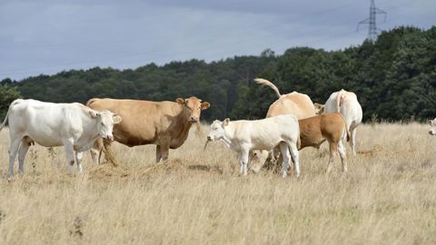 Six dossiers de reconnaissance de l’état de calamités agricoles ajournés Six dossiers de reconnaissance de l’état de calamités agricoles ajournés