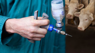 « Les animaux doivent être vaccinés au plus vite » contre la FCO « Les animaux doivent être vaccinés au plus vite » contre la FCO