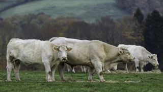 Le Covid continue de perturber le marché de la viande bovine Le Covid continue de perturber le marché de la viande bovine