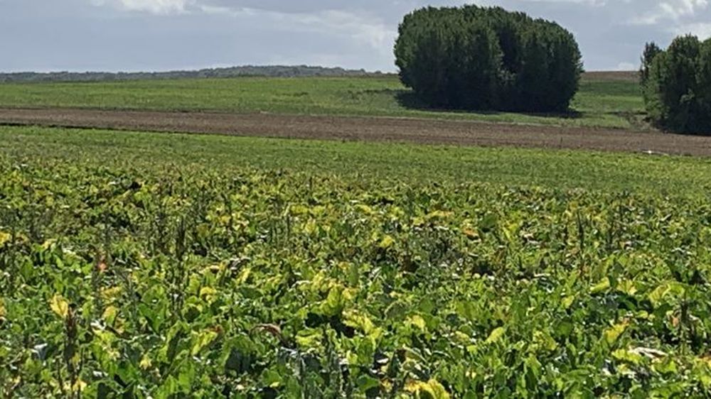 La CGB regrette un feu vert sous contraintes pour les betteraves
