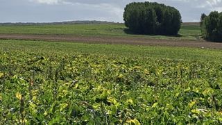 La CGB regrette un feu vert sous contraintes pour les betteraves La CGB regrette un feu vert sous contraintes pour les betteraves