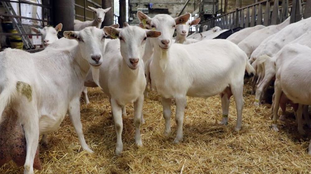Les distributeurs appelés à poursuivre leurs efforts sur le prix du lait de chèv