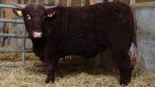 Un taureau salers vendu 8 799 euros aux enchères Un taureau salers vendu 8 799 euros aux enchères