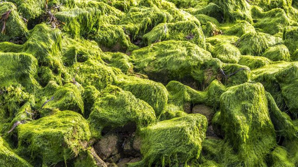 Baisse des échouages d’algues vertes en 2020