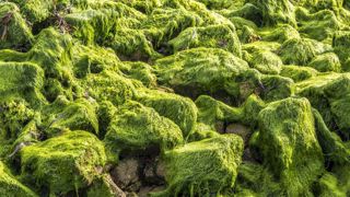 Baisse des échouages d’algues vertes en 2020 Baisse des échouages d’algues vertes en 2020