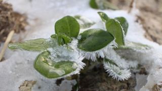 Le froid fait planer une menace sur les cultures Le froid fait planer une menace sur les cultures
