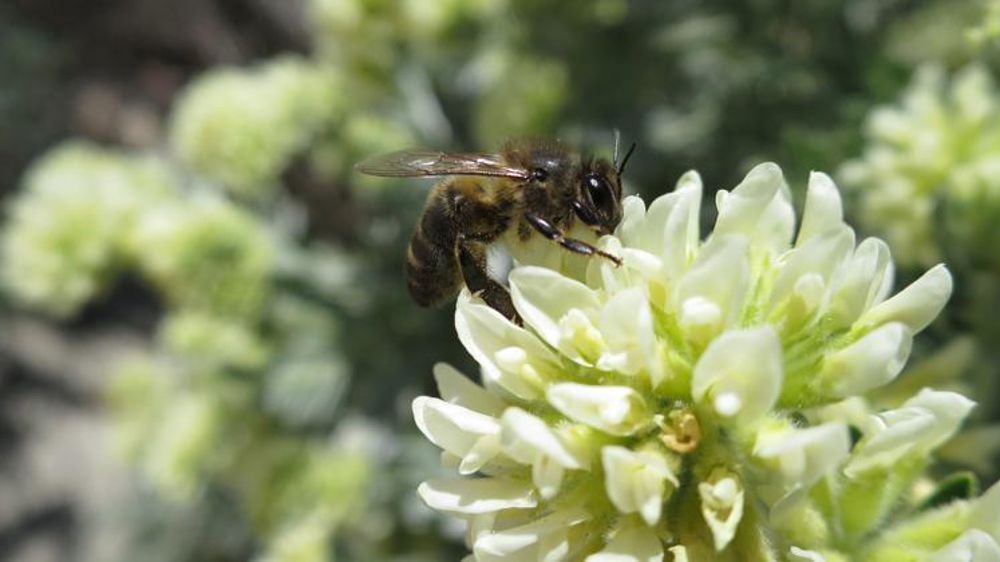 Pour l’Académie des sciences, il faut « moins de phyto pour plus d’insectes »