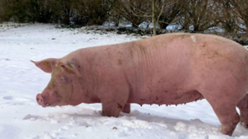 La neige s’invite à la ferme