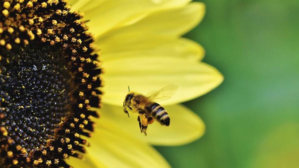 Pollinis s’oppose au nouveau protocole européen de protection des pollinisateurs