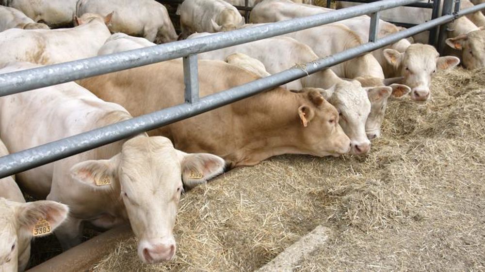 En jeune bovin, « la fluidité des échanges ne se répercute pas sur les prix »