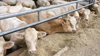 En jeune bovin, « la fluidité des échanges ne se répercute pas sur les prix » En jeune bovin, « la fluidité des échanges ne se répercute pas sur les prix »