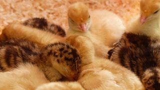 Les mises en place de poussins continuent de reculer Les mises en place de poussins continuent de reculer