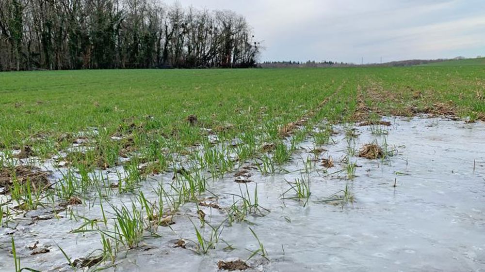 Le gel peut avoir fait des dégâts ponctuels sur les cultures