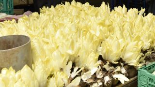 La production d’endives maintient le cap La production d’endives maintient le cap