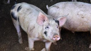 Les éleveurs de porcs « pris en tenailles », selon la FNP Les éleveurs de porcs « pris en tenailles », selon la FNP