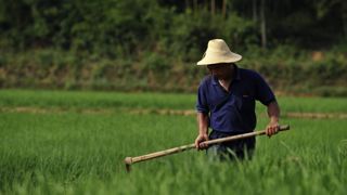 La Chine craint pour ses récoltes face à la canicule La Chine craint pour ses récoltes face à la canicule